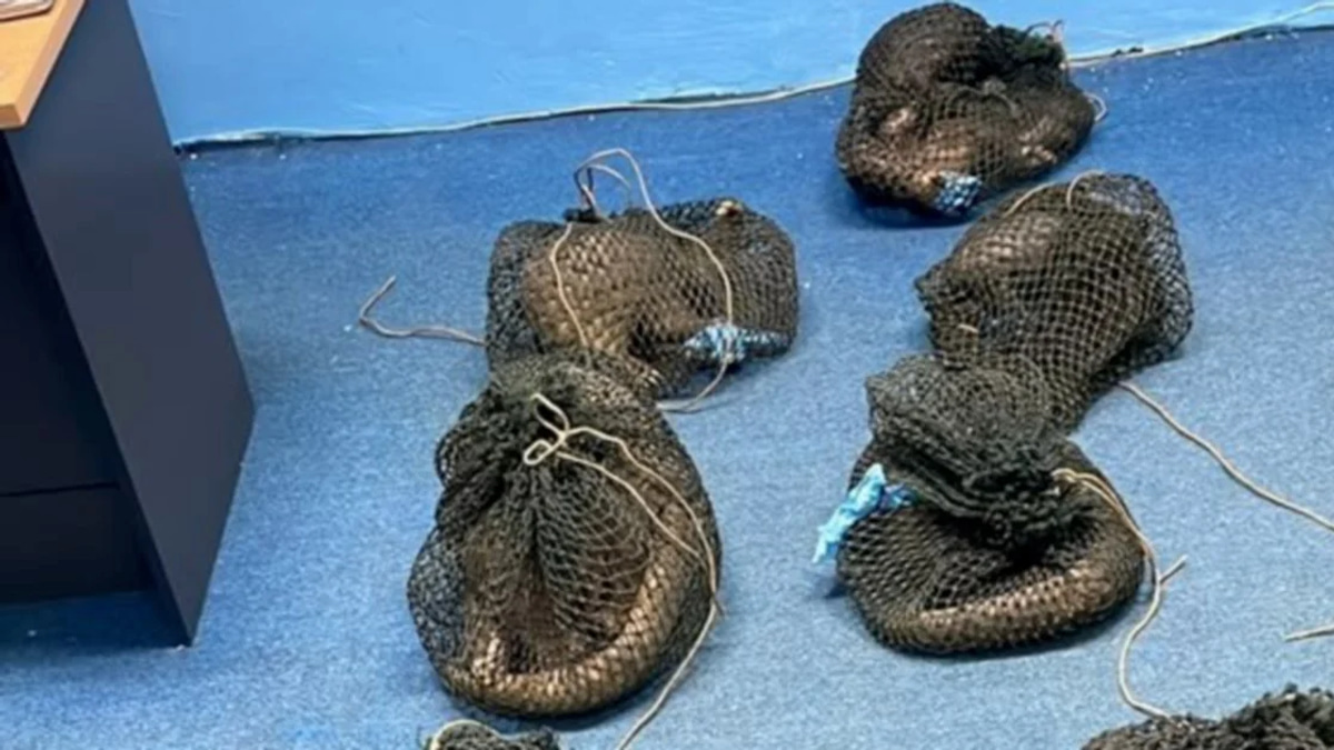 Filipino National Arrested with 10 Live Pangolins and Elephant Tusk in Sabah Wildlife Crackdown