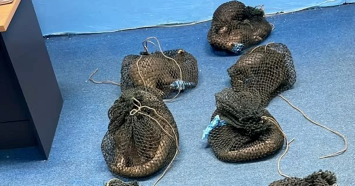 Filipino National Arrested with 10 Live Pangolins and Elephant Tusk in Sabah Wildlife Crackdown