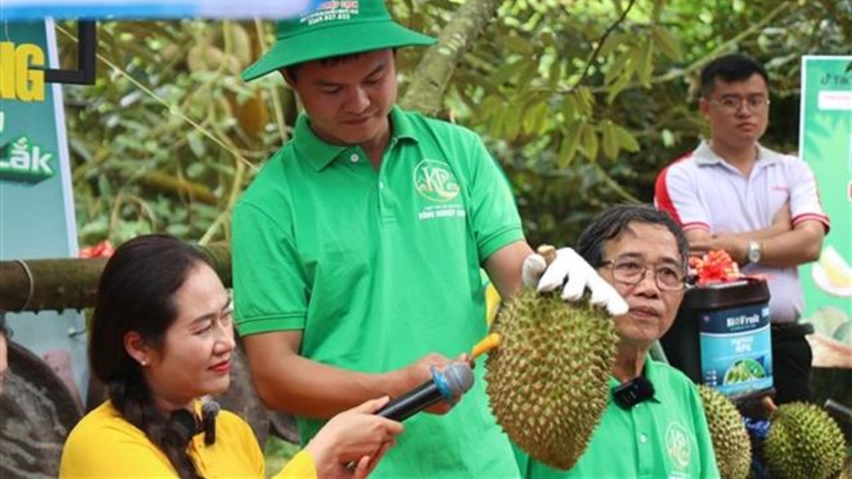 Vietnam tightens durian export controls as fraud investigation exposes certification gaps