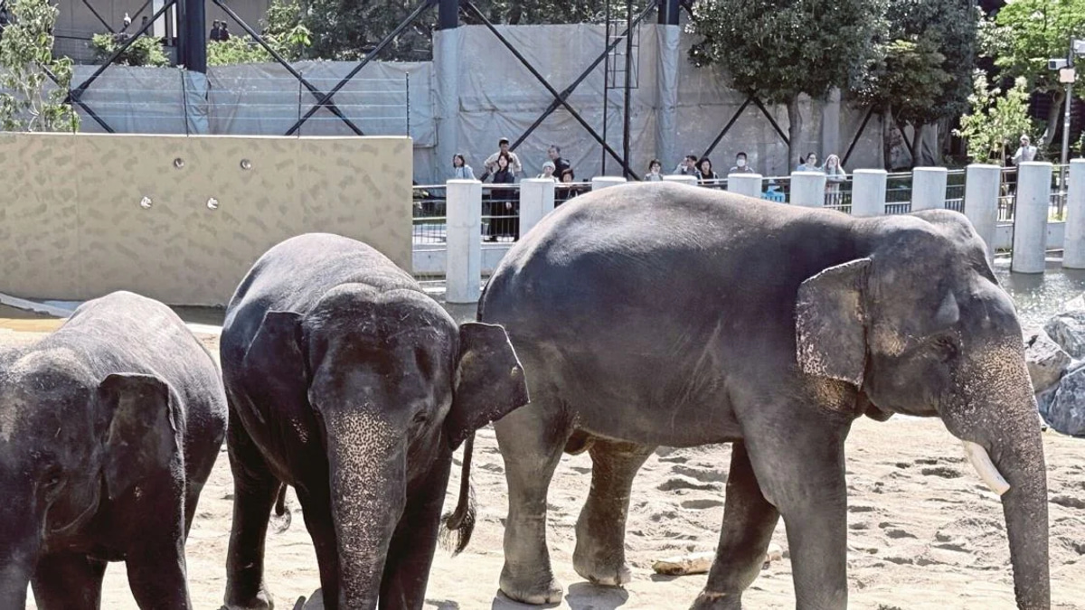 MACC Investigates Zoo Taiping Elephant Transfer to Japan