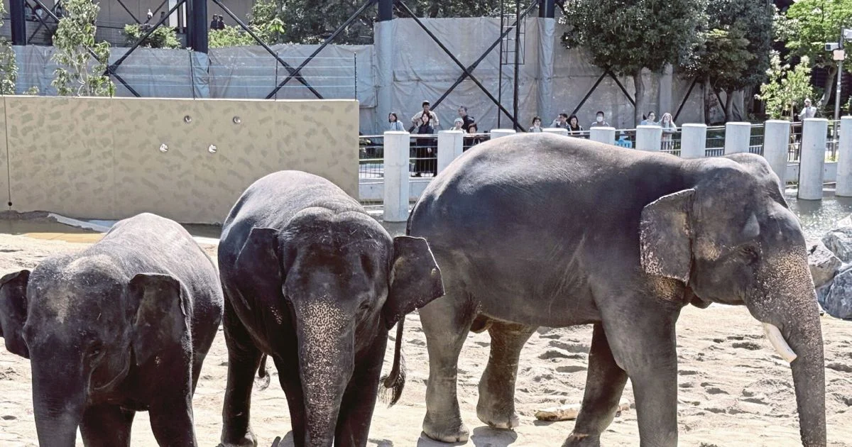 MACC Investigates Zoo Taiping Elephant Transfer to Japan