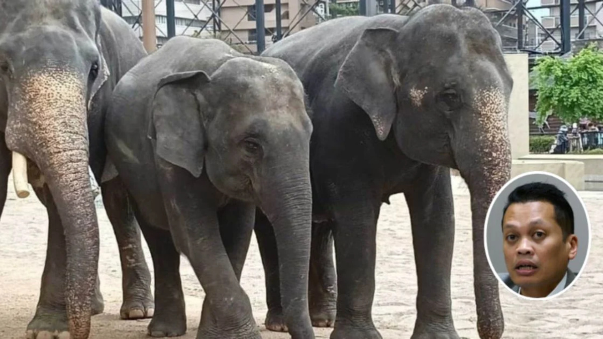 Nik Nazmi denies role in RM53mil elephant relocation controversy