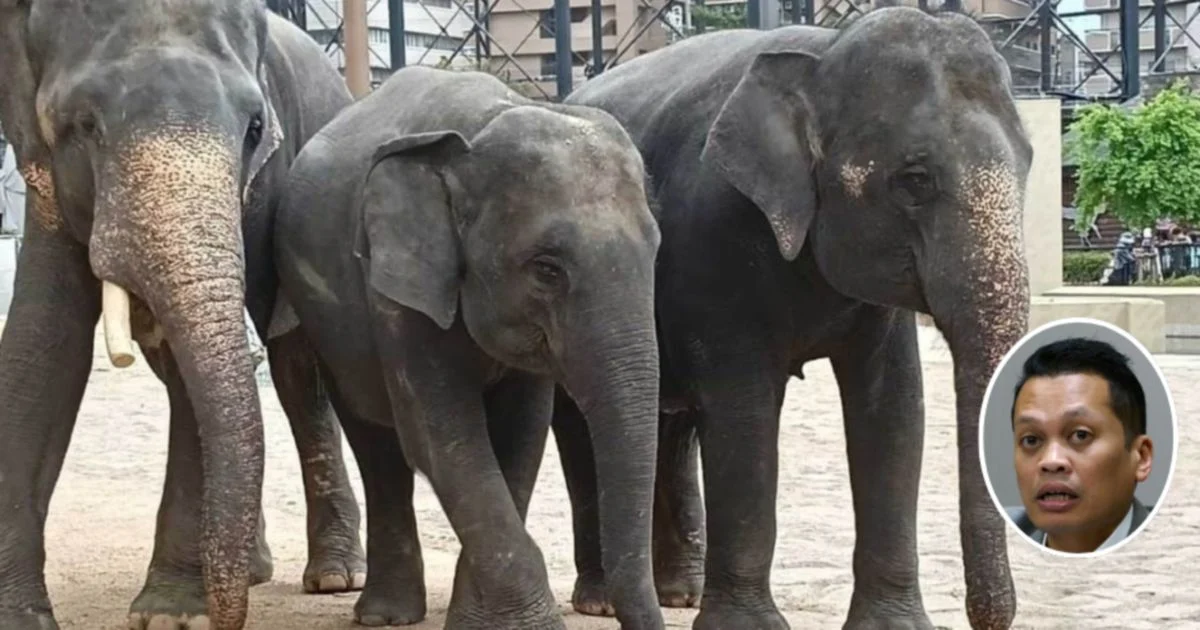Nik Nazmi denies role in RM53mil elephant relocation controversy