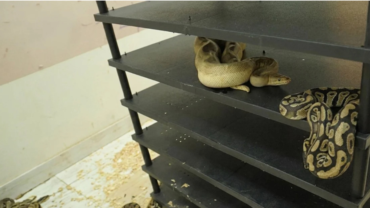 Chinese Man Jailed for Illegal Breeding of 300 Pythons Exposed by Electricity Trail