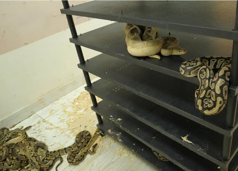 Chinese Man Jailed for Illegal Breeding of 300 Pythons Exposed by Electricity Trail