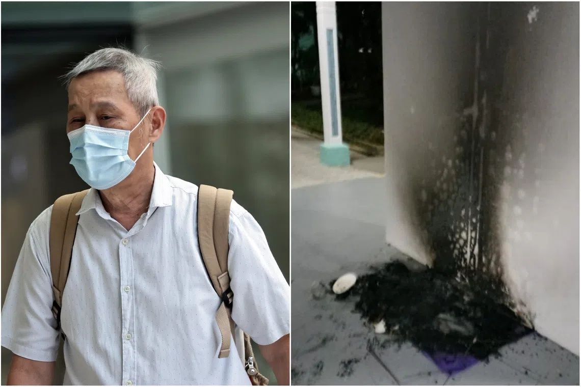 Singapore Man Jailed for Burning Community Cat Shelters in Bukit Batok