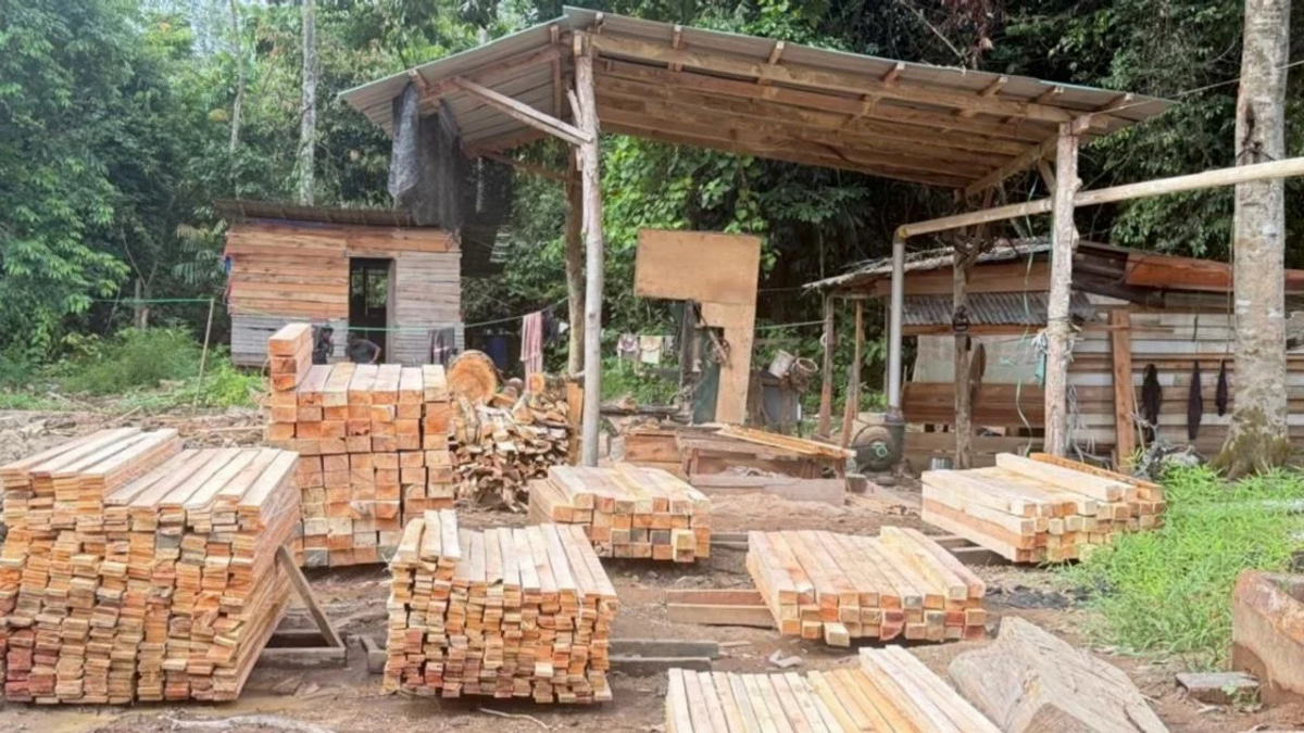 Five arrested as authorities uncover major illegal logging operation in Kelantan