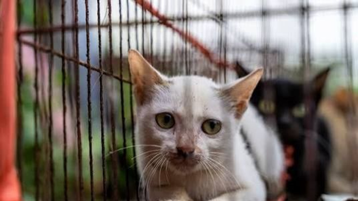 Vietnamese police dismantle cat-theft ring, reunite 40+ stolen pets with owners