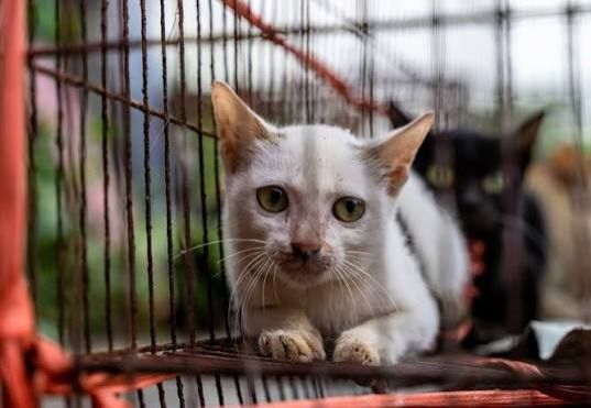 Vietnamese police dismantle cat-theft ring, reunite 40+ stolen pets with owners