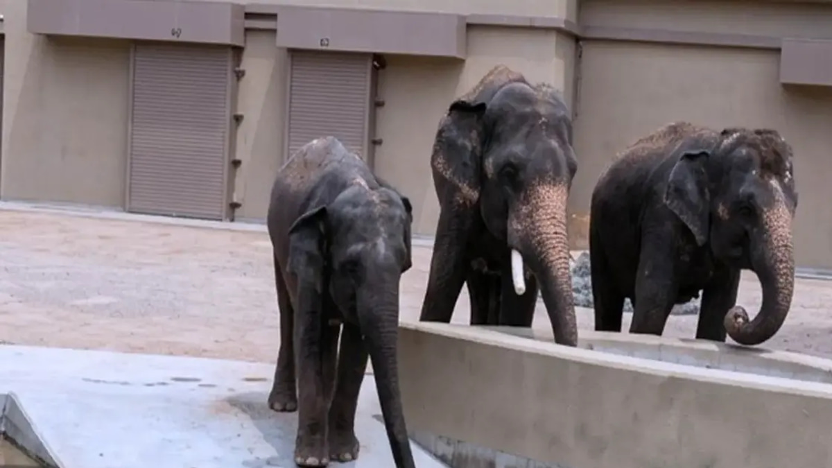 NGO Alleges RM50 Million Diverted in Elephant Transfer Deal to Japan