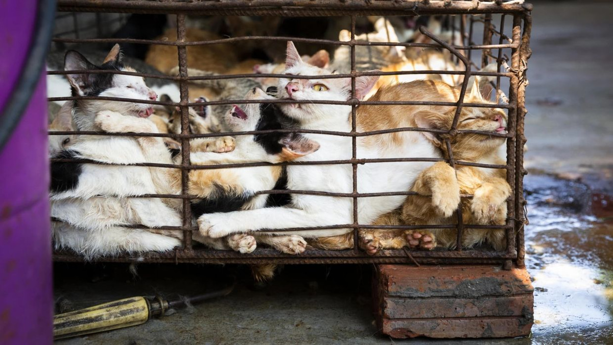 Superstition and Tradition Drive Cat Slaughter Trade Across Indochina Despite Public Opposition