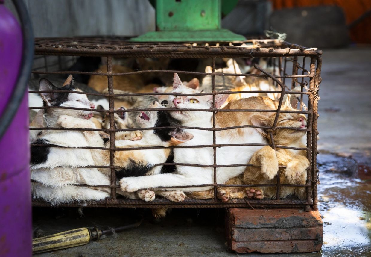 Superstition and Tradition Drive Cat Slaughter Trade Across Indochina Despite Public Opposition