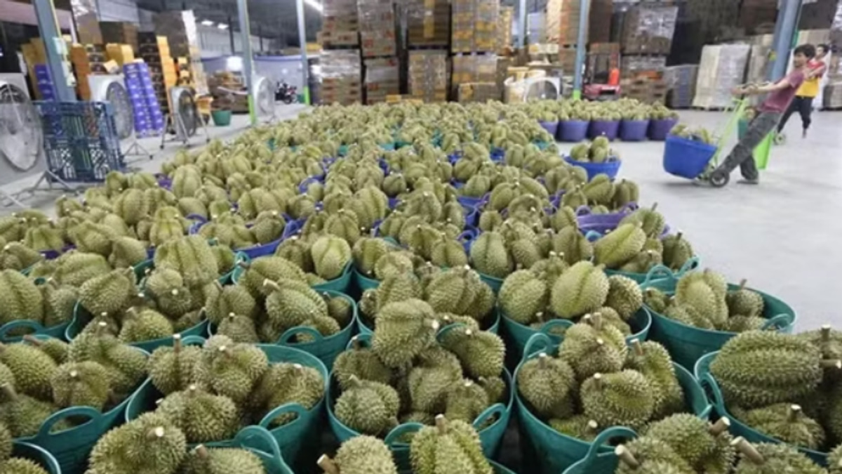 Vietnam's Durian Export Scandal Deepens: Deputy Agriculture Minister Detained on Bribery Charges