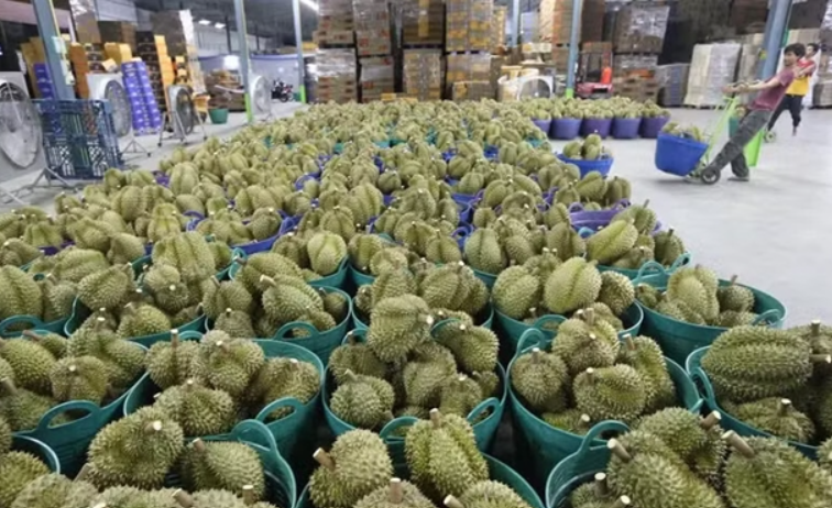 Vietnam's Durian Export Scandal Deepens: Deputy Agriculture Minister Detained on Bribery Charges