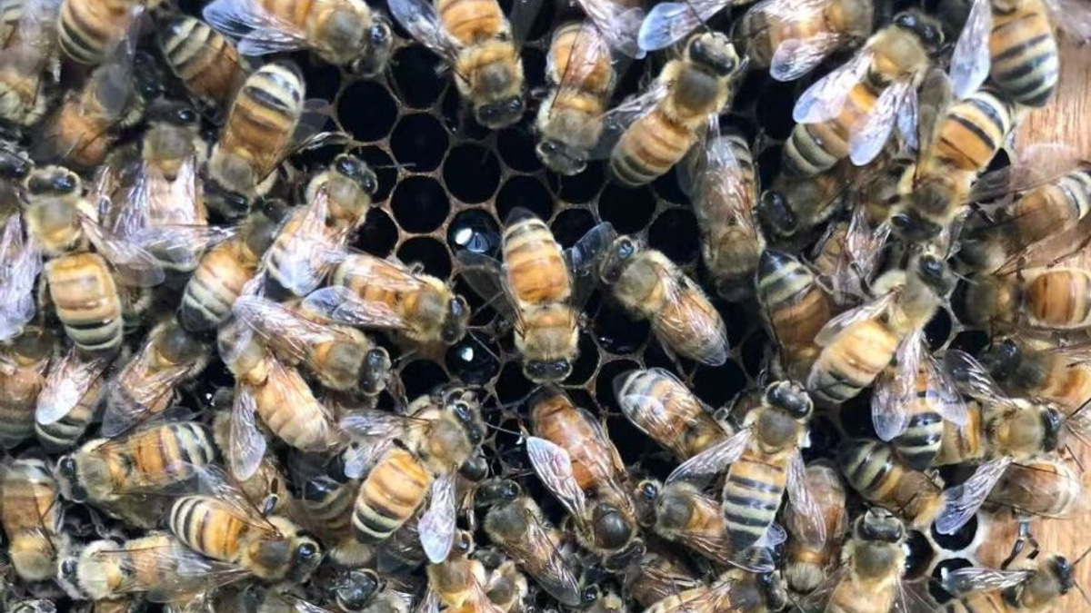 Beyond Royal Jelly: How Honeybees Engineer a 'Smart Incubator' to Crown Their Queens