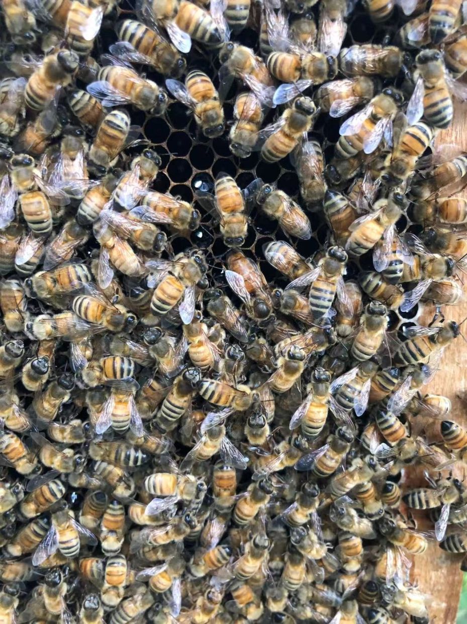 Beyond Royal Jelly: How Honeybees Engineer a 'Smart Incubator' to Crown Their Queens