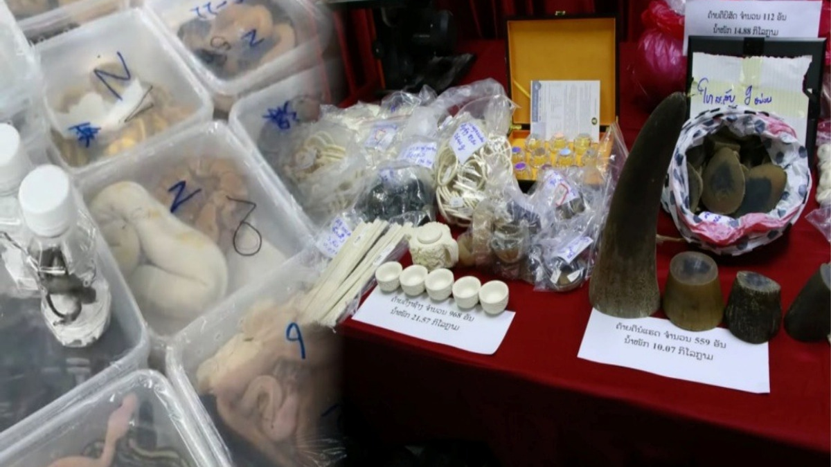 Laos Dismantles Major Wildlife Trafficking Network, Rescues Nearly 300 Animals in Border Sweeps