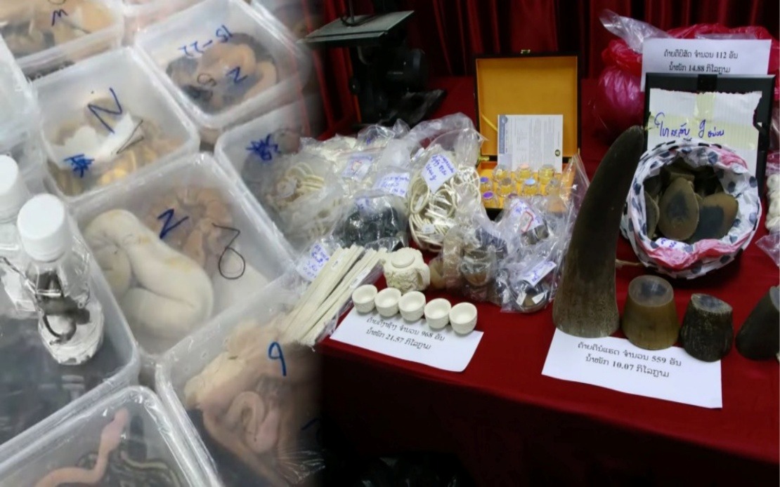Laos Dismantles Major Wildlife Trafficking Network, Rescues Nearly 300 Animals in Border Sweeps