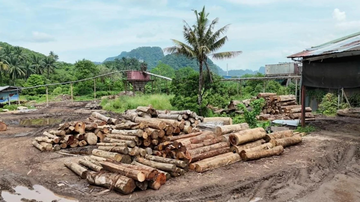 Forest Enforcement Raids Net 11 Suspects and RM2.43 Million in Illegal Timber across Kelantan and Terengganu