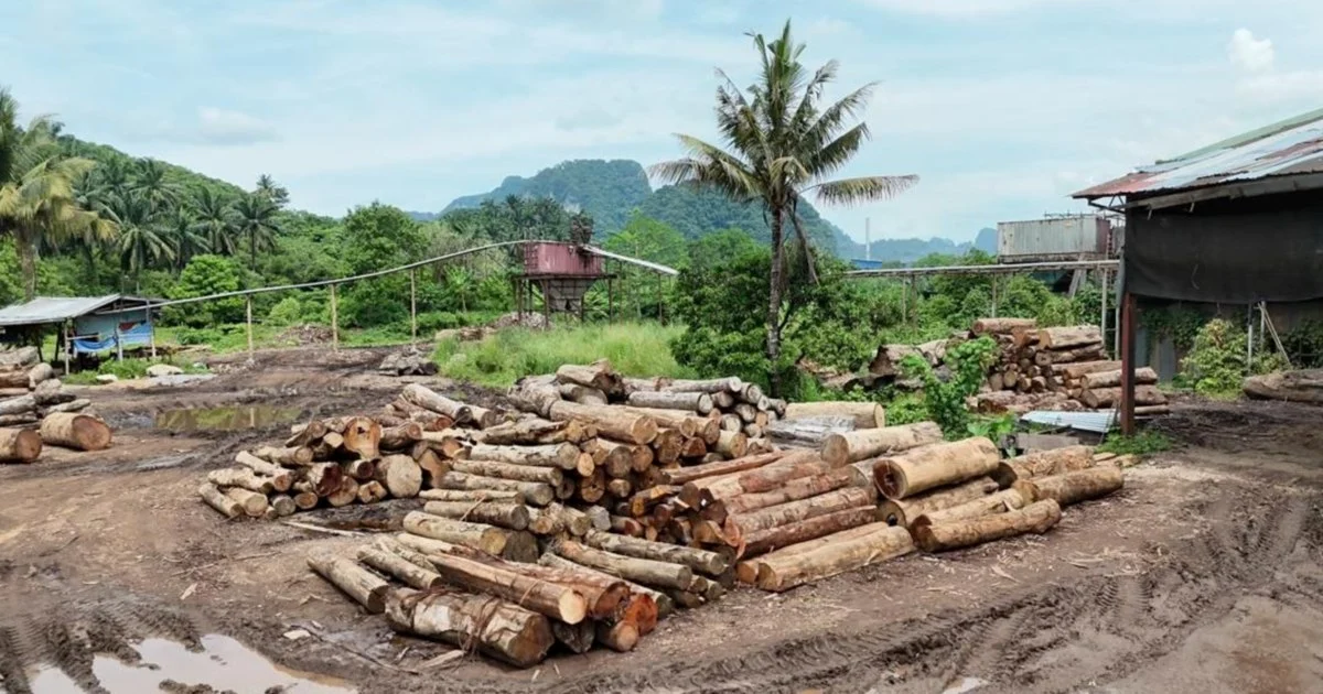 Forest Enforcement Raids Net 11 Suspects and RM2.43 Million in Illegal Timber across Kelantan and Terengganu